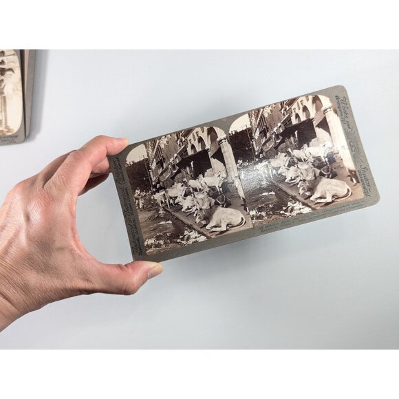 Set of 3 Antique Stereoview cards of India, Goat sacrifice, Hindu Cows, - Picture 9 of 9